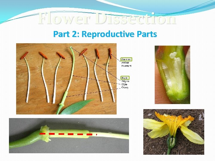 Flower Dissection Part 2: Reproductive Parts 