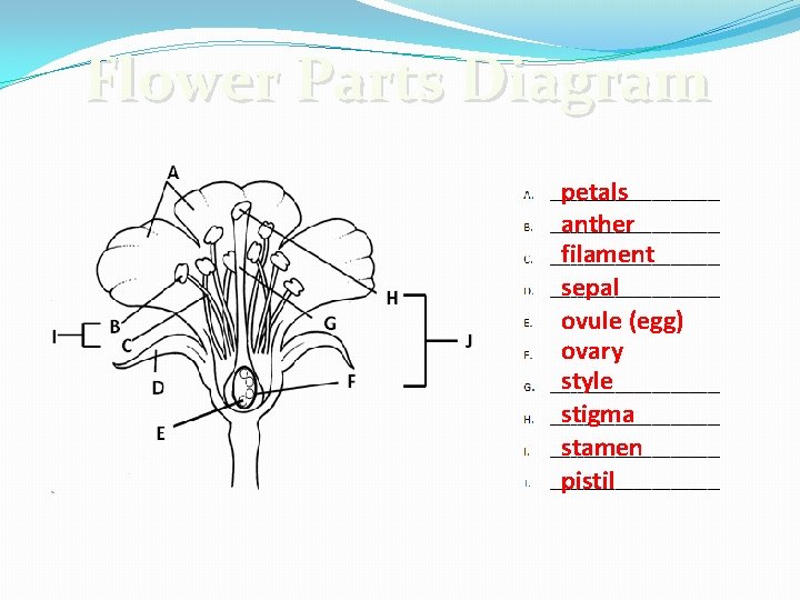 Flower Parts Diagram petals anther filament sepal ovule (egg) ovary style stigma stamen pistil