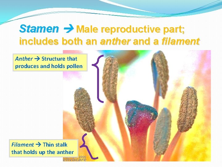 Stamen Male reproductive part; includes both an anther and a filament Anther Structure that