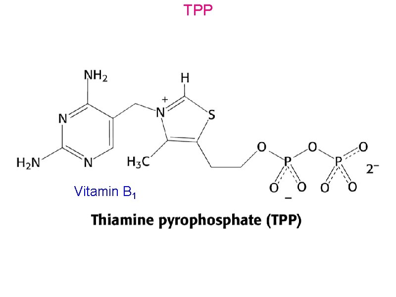 TPP Vitamin B 1 