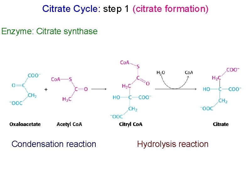 Citrate Cycle: step 1 (citrate formation) Enzyme: Citrate synthase Condensation reaction Hydrolysis reaction 