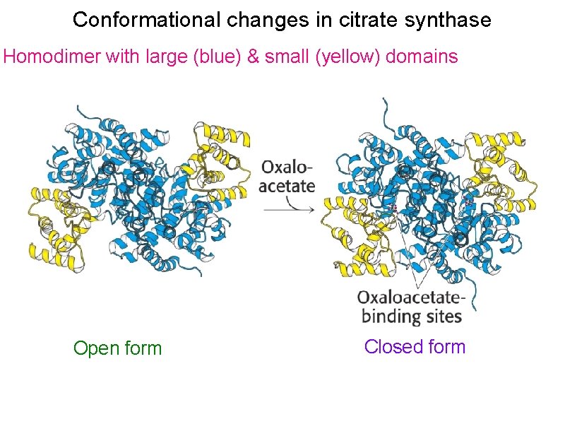 Conformational changes in citrate synthase Homodimer with large (blue) & small (yellow) domains Open