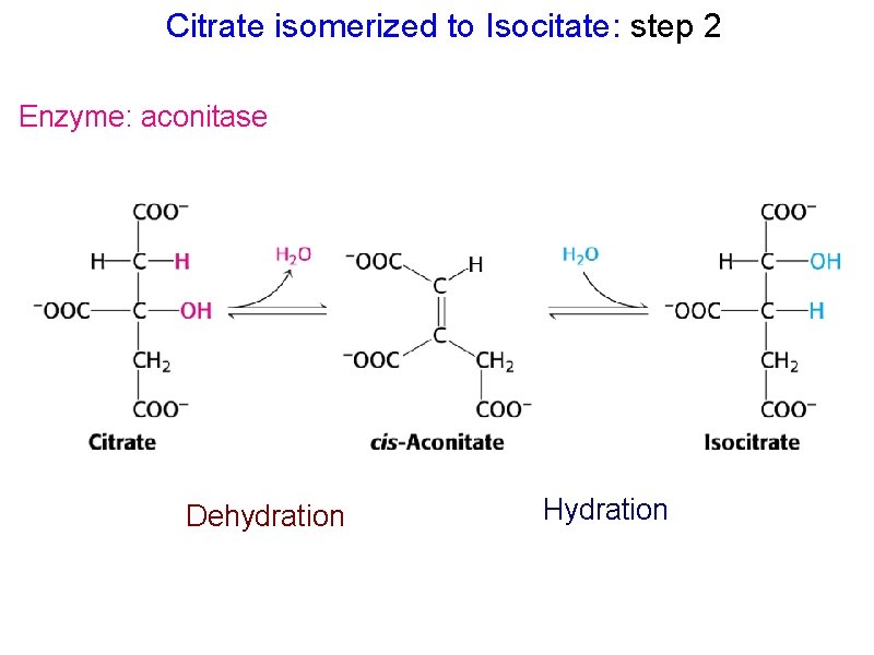 Citrate isomerized to Isocitate: step 2 Enzyme: aconitase Dehydration Hydration 