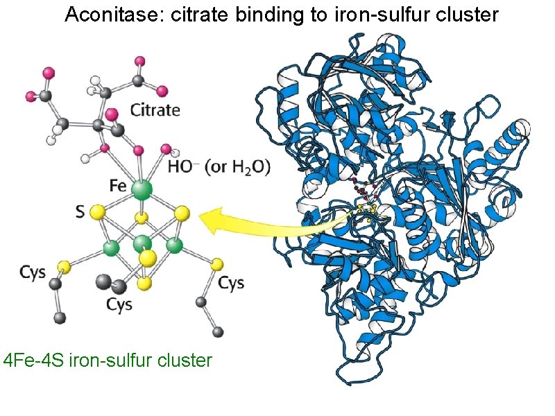 Aconitase: citrate binding to iron-sulfur cluster 4 Fe-4 S iron-sulfur cluster 