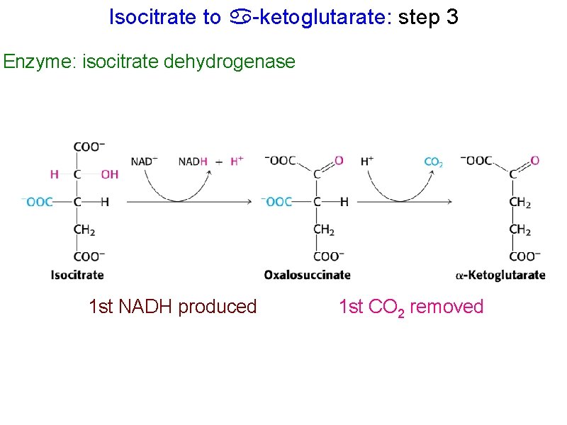 Isocitrate to -ketoglutarate: step 3 Enzyme: isocitrate dehydrogenase 1 st NADH produced 1 st