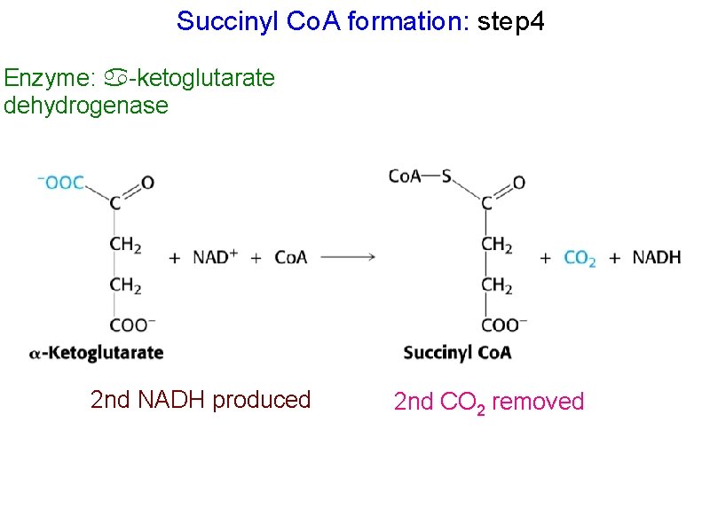 Succinyl Co. A formation: step 4 Enzyme: -ketoglutarate dehydrogenase 2 nd NADH produced 2