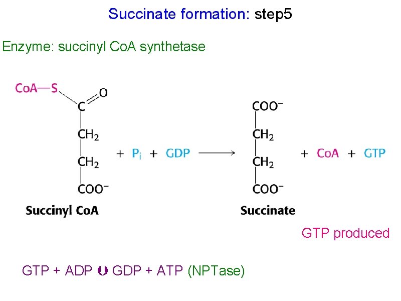 Succinate formation: step 5 Enzyme: succinyl Co. A synthetase GTP produced GTP + ADP