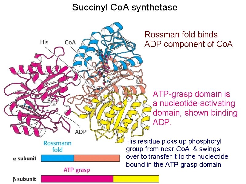 Succinyl Co. A synthetase Rossman fold binds ADP component of Co. A ATP-grasp domain