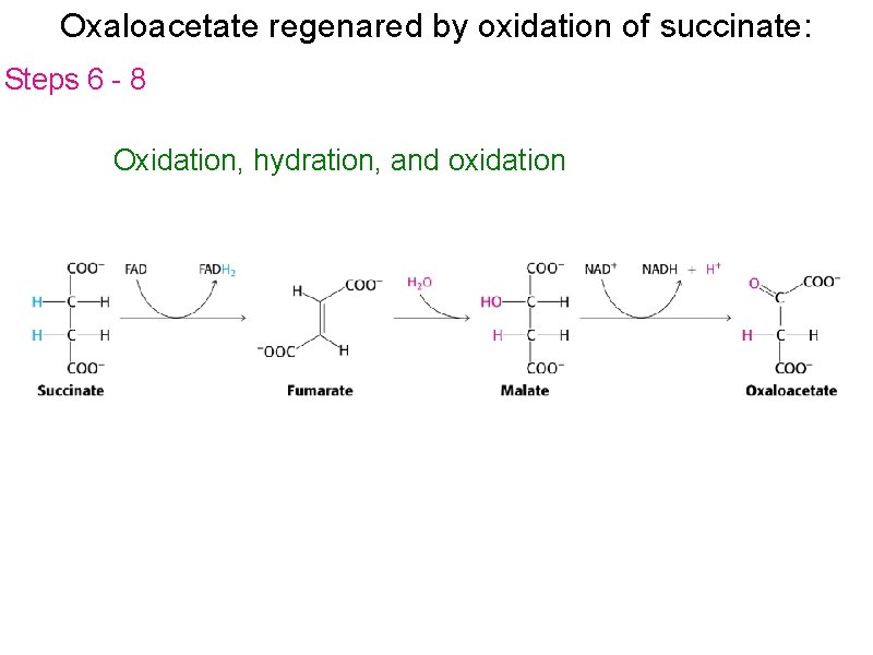 Oxaloacetate regenared by oxidation of succinate: Steps 6 - 8 Oxidation, hydration, and oxidation