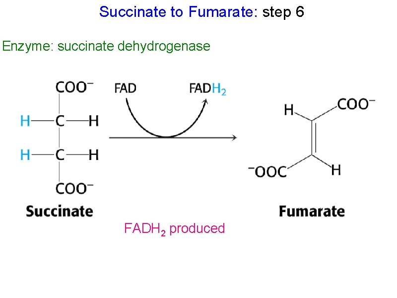 Succinate to Fumarate: step 6 Enzyme: succinate dehydrogenase FADH 2 produced 