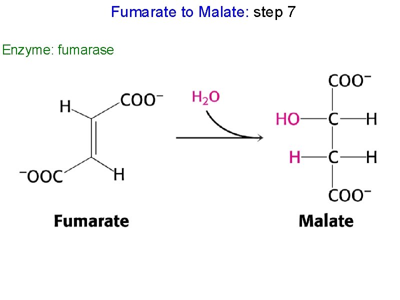 Fumarate to Malate: step 7 Enzyme: fumarase 