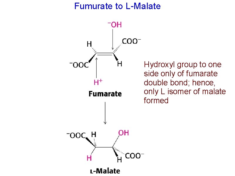 Fumurate to L-Malate Hydroxyl group to one side only of fumarate double bond; hence,