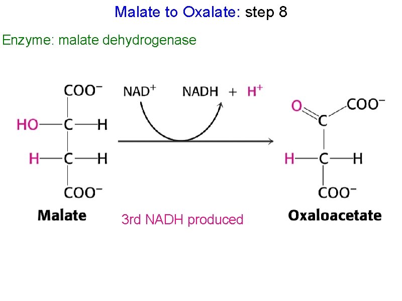 Malate to Oxalate: step 8 Enzyme: malate dehydrogenase 3 rd NADH produced 