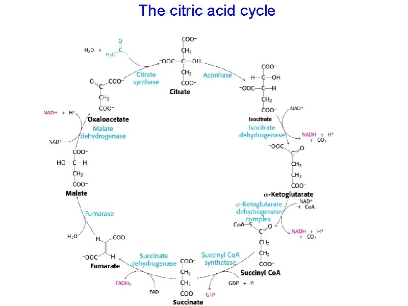 The citric acid cycle 