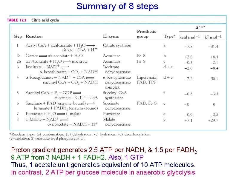 Summary of 8 steps Proton gradient generates 2. 5 ATP per NADH, & 1.