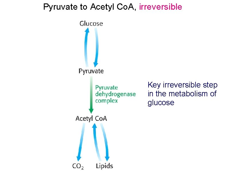 Pyruvate to Acetyl Co. A, irreversible Key irreversible step in the metabolism of glucose