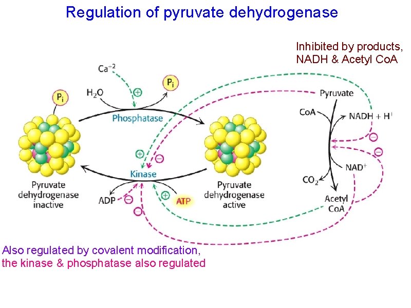 Regulation of pyruvate dehydrogenase Inhibited by products, NADH & Acetyl Co. A Also regulated