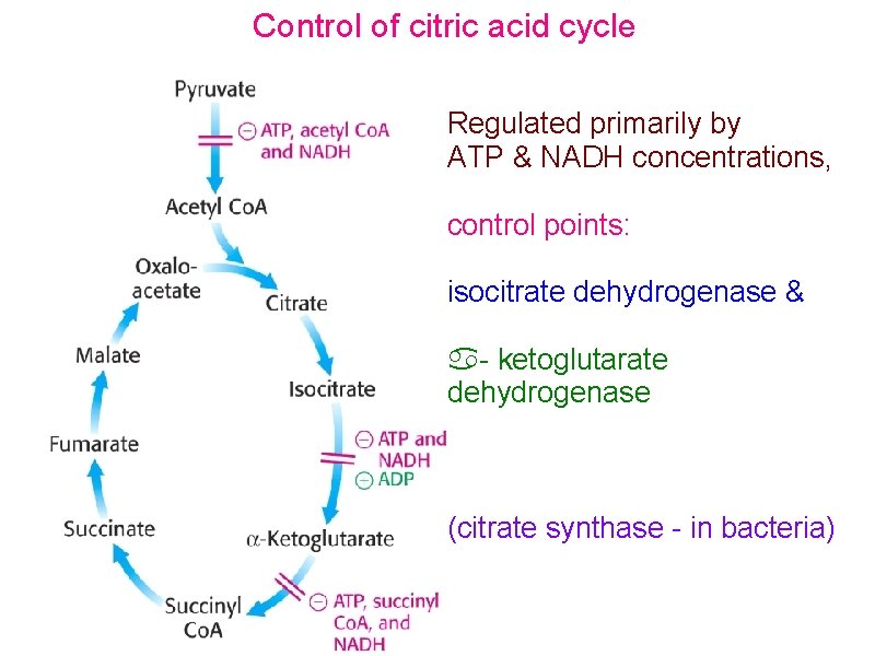 Control of citric acid cycle Regulated primarily by ATP & NADH concentrations, control points: