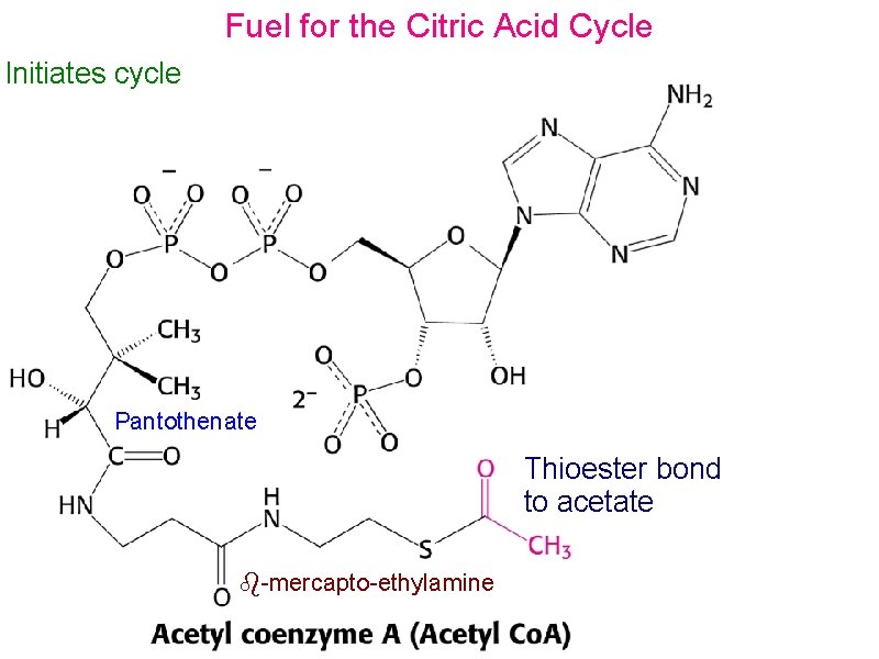 Fuel for the Citric Acid Cycle Initiates cycle Pantothenate Thioester bond to acetate -mercapto-ethylamine