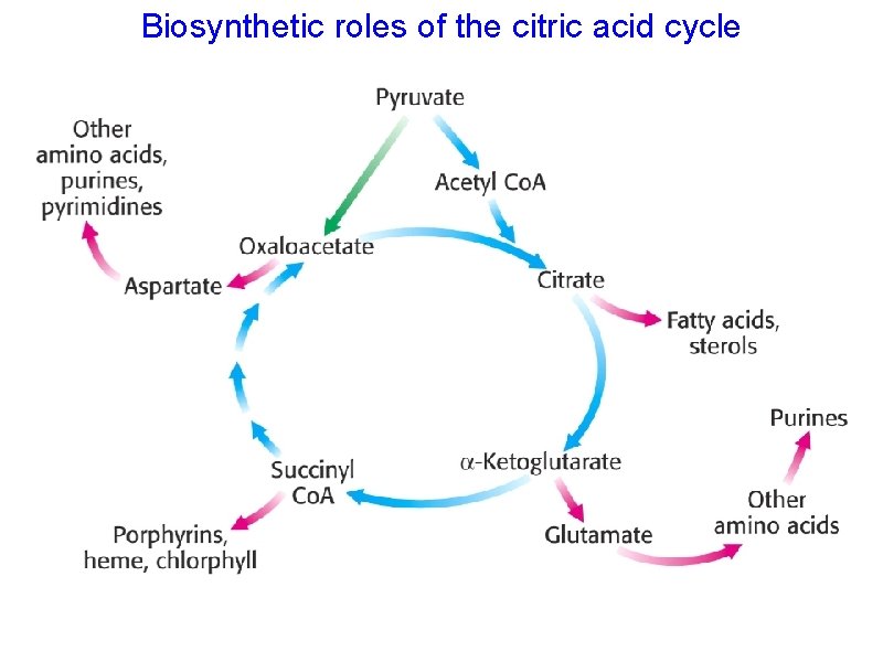 Biosynthetic roles of the citric acid cycle 