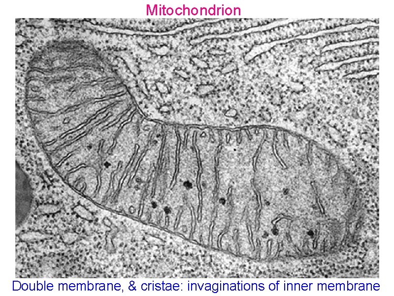 Mitochondrion Double membrane, & cristae: invaginations of inner membrane 