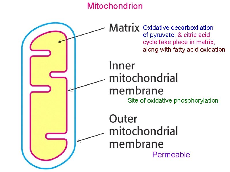 Mitochondrion Oxidative decarboxilation of pyruvate, & citric acid cycle take place in matrix, along