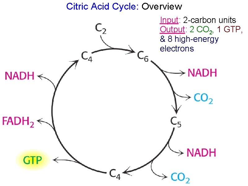 Citric Acid Cycle: Overview Input: 2 -carbon units Output: 2 CO 2, 1 GTP,