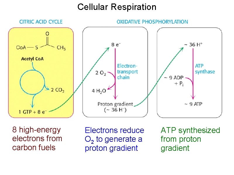 Cellular Respiration 8 high-energy electrons from carbon fuels Electrons reduce O 2 to generate