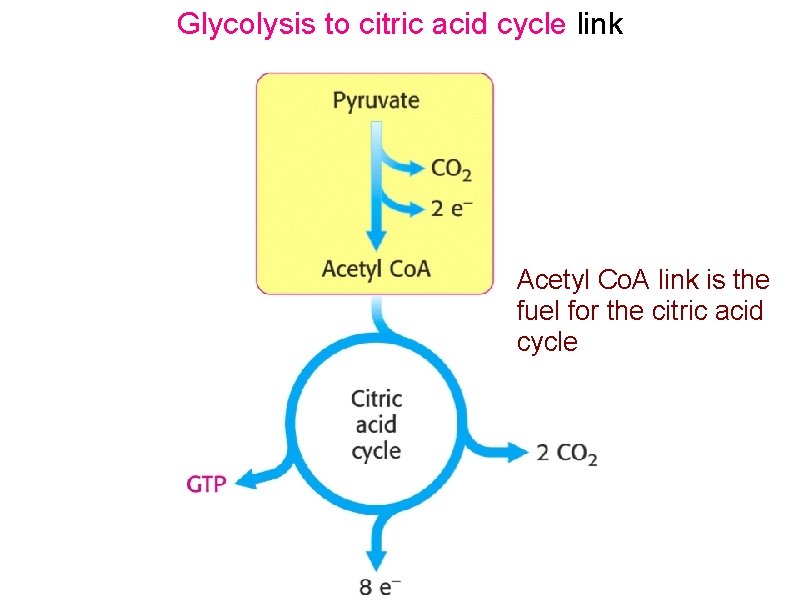 Glycolysis to citric acid cycle link Acetyl Co. A link is the fuel for