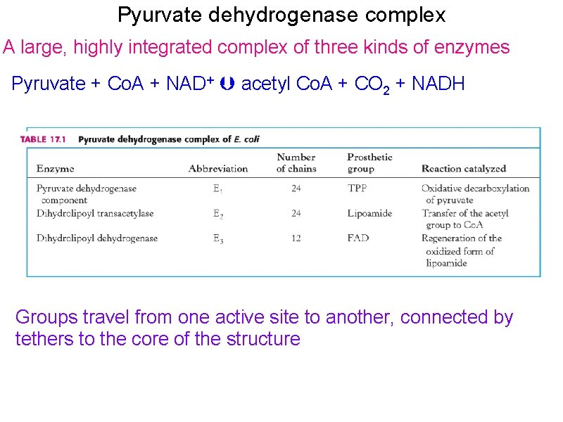 Pyurvate dehydrogenase complex A large, highly integrated complex of three kinds of enzymes Pyruvate