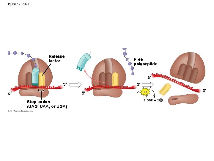 Figure 17. 20 -3 Release factor Free polypeptide 5 3 3 5 5 Stop