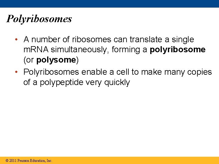 Polyribosomes • A number of ribosomes can translate a single m. RNA simultaneously, forming