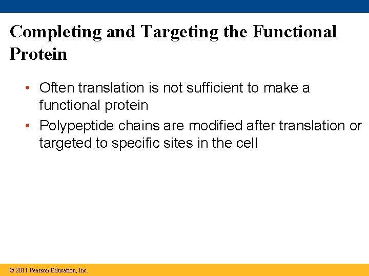 Completing and Targeting the Functional Protein • Often translation is not sufficient to make