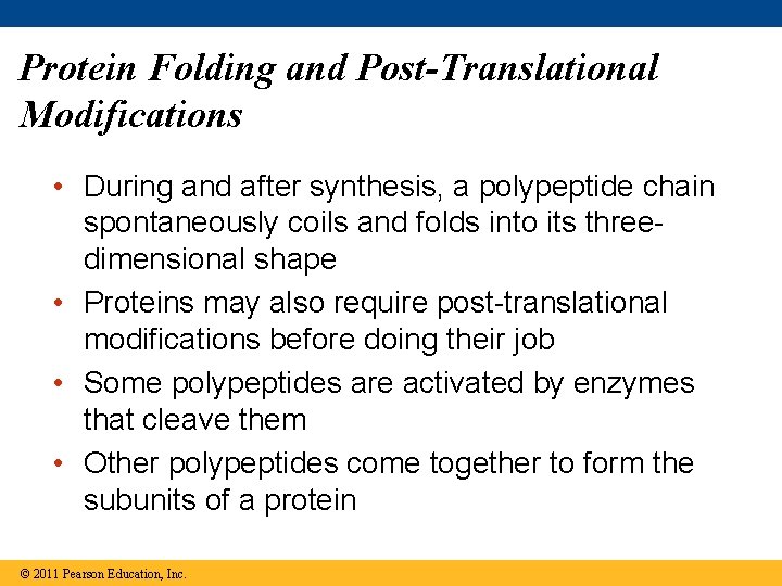 Protein Folding and Post-Translational Modifications • During and after synthesis, a polypeptide chain spontaneously