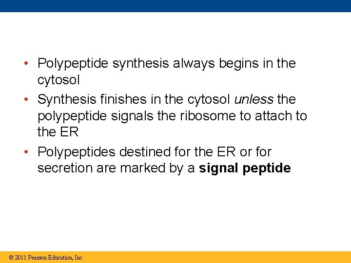  • Polypeptide synthesis always begins in the cytosol • Synthesis finishes in the
