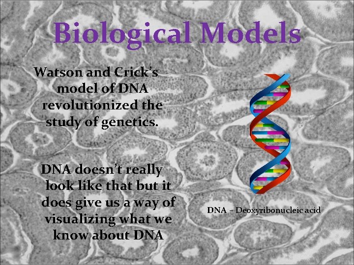 Biological Models Watson and Crick’s model of DNA revolutionized the study of genetics. DNA