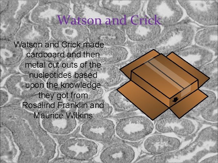 Watson and Crick made cardboard and then metal cut outs of the nucleotides based