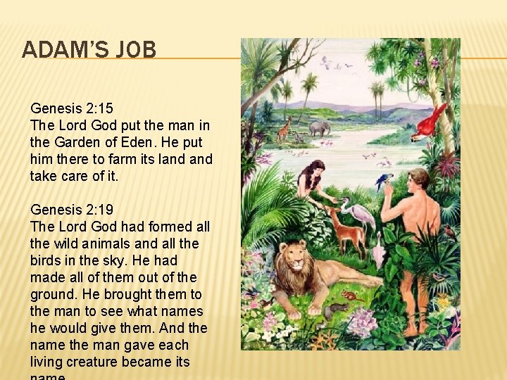 ADAM’S JOB Genesis 2: 15 The Lord God put the man in the Garden