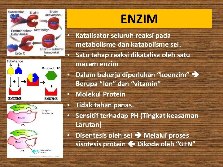 ENZIM • Katalisator seluruh reaksi pada metabolisme dan katabolisme sel. • Satu tahap reaksi