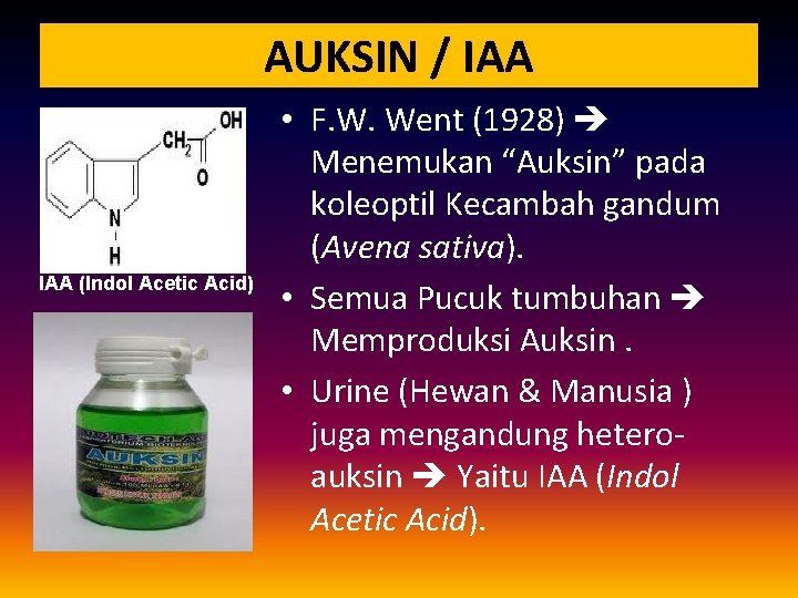 AUKSIN / IAA (Indol Acetic Acid) • F. W. Went (1928) Menemukan “Auksin” pada