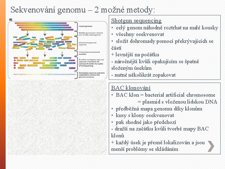 Sekvenování genomu – 2 možné metody: Shotgun sequencing • celý genom náhodně roztrhat na