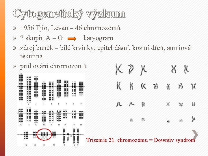 Cytogenetický výzkum » 1956 Tjio, Levan – 46 chromozomů » 7 skupin A –
