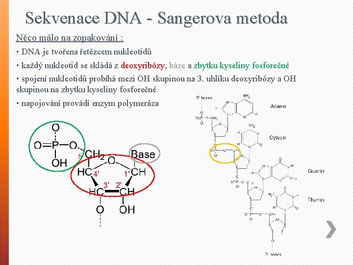 Sekvenace DNA - Sangerova metoda Něco málo na zopakování : • DNA je tvořena