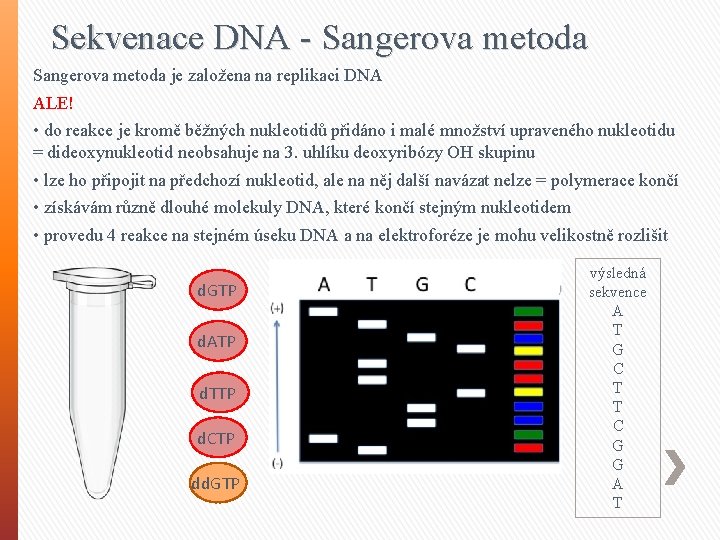 Sekvenace DNA - Sangerova metoda je založena na replikaci DNA ALE! • do reakce