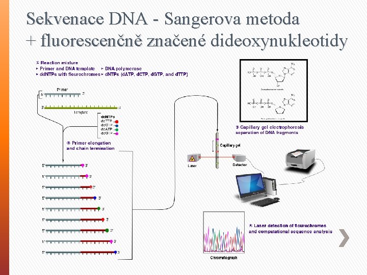 Sekvenace DNA - Sangerova metoda + fluorescenčně značené dideoxynukleotidy 