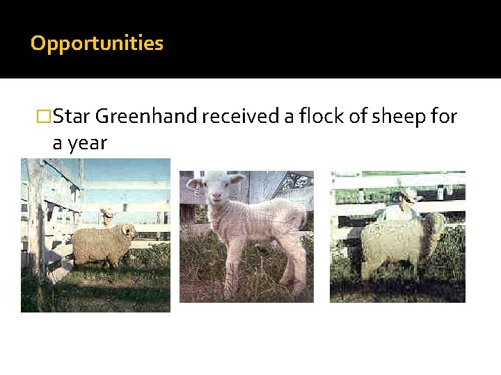 Opportunities �Star Greenhand received a flock of sheep for a year 