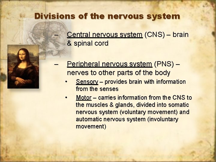 Divisions of the nervous system – Central nervous system (CNS) – brain & spinal