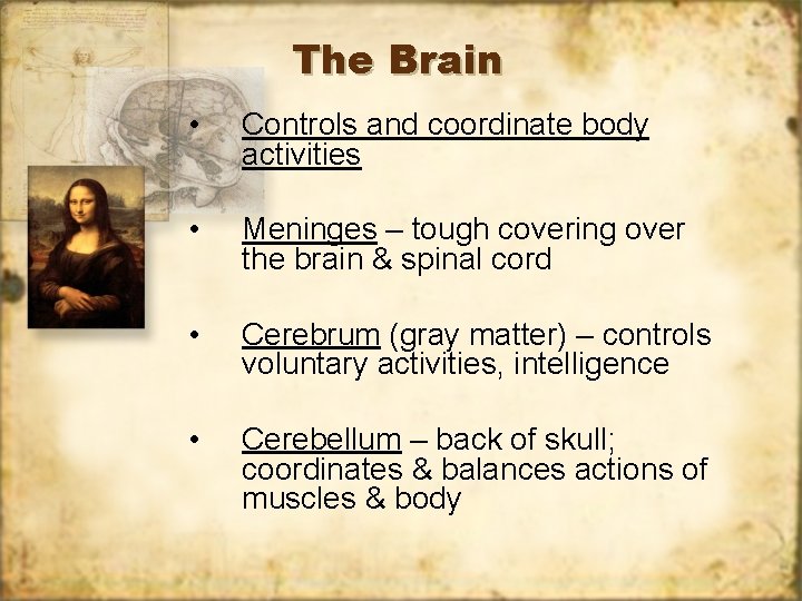 The Brain • Controls and coordinate body activities • Meninges – tough covering over