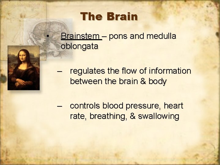 The Brain • Brainstem – pons and medulla oblongata – regulates the flow of