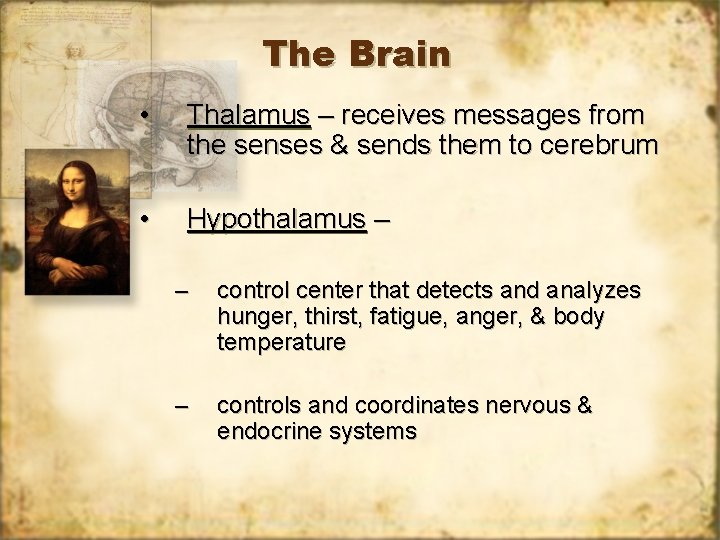 The Brain • Thalamus – receives messages from the senses & sends them to